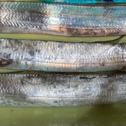 青物まだ夏パターン。タチウオ は元気。