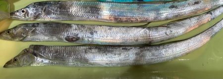 青物まだ夏パターン。タチウオ は元気。