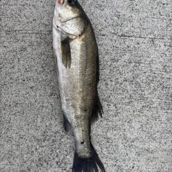 エビ撒きで五目釣り