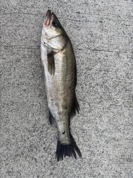 エビ撒きで五目釣り