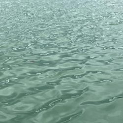 サヨリいっぱい