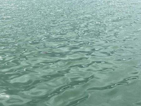 サヨリいっぱい