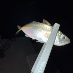 エギンガー満員御礼