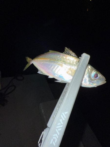 エギンガー満員御礼