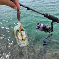 初場所エギング