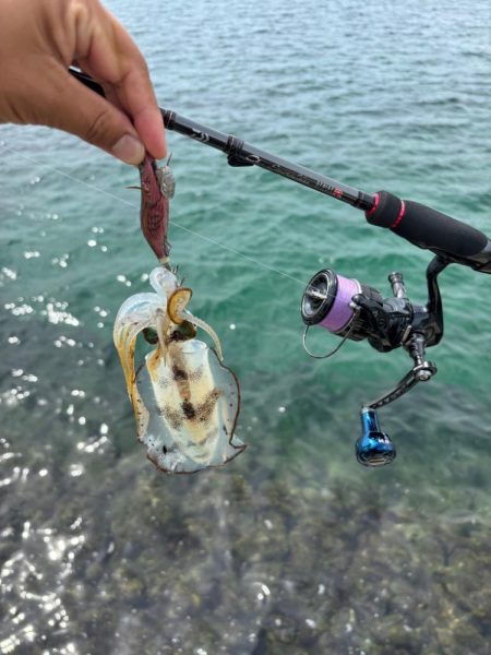 初場所エギング