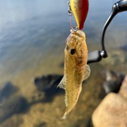 まだハゼクラ！