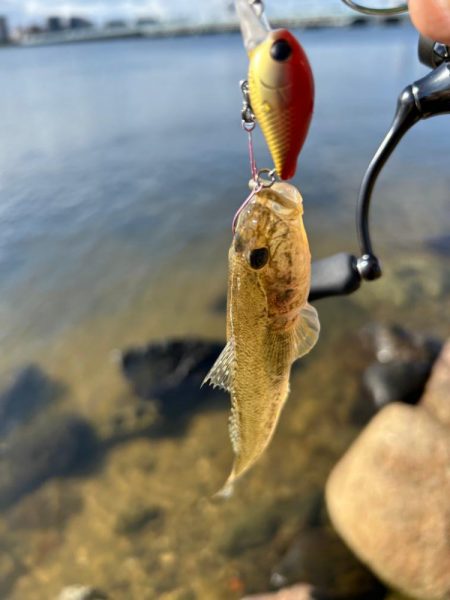 まだハゼクラ！