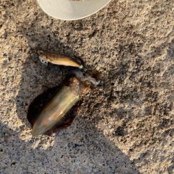 親子で新子調査