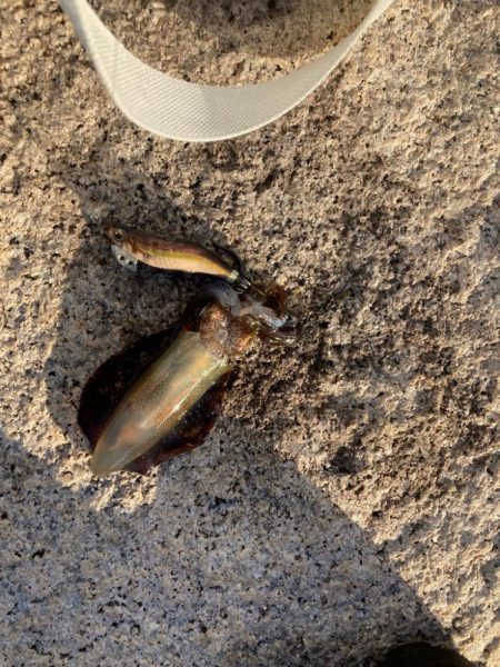 親子で新子調査