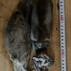 秋イカスタート