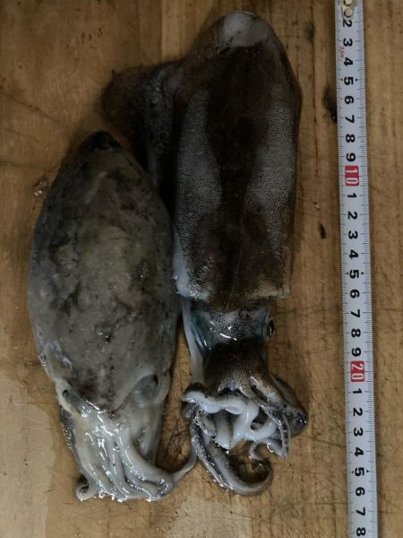 秋イカスタート