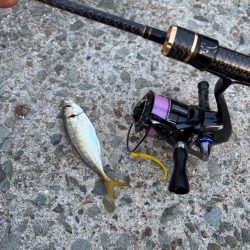 アジングは好調エギングはイカ不在