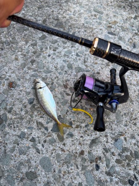 アジングは好調エギングはイカ不在