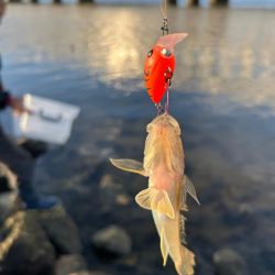 ハゼもそろそろ⁉︎