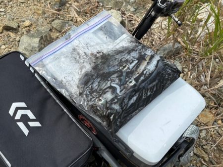 のりくら渡船利用で西島エギング