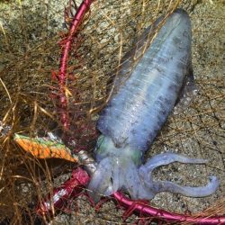 日本海秋ナイトエギング｜良型アオリイカがポツポツと釣れる♪