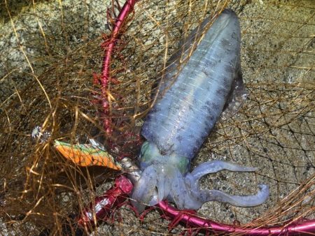 日本海秋ナイトエギング｜良型アオリイカがポツポツと釣れる♪
