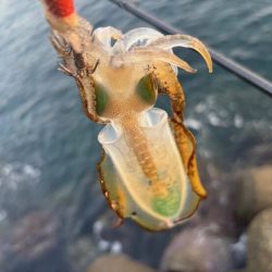 夜明け前からエギング｜まだまだ小さい！