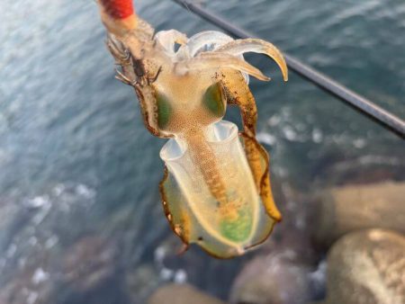 夜明け前からエギング｜まだまだ小さい！