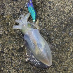 ナイトエギングでサイズアップ！けど渋い・・・