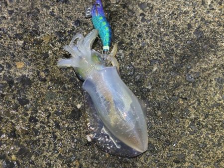 ナイトエギングでサイズアップ！けど渋い・・・