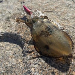 姫路離島秋エギング｜サイズ小さく激渋！