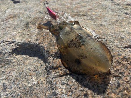 姫路離島秋エギング｜サイズ小さく激渋！