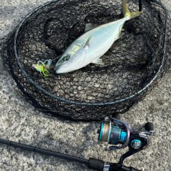 第４回空ちゃんエギング大会１