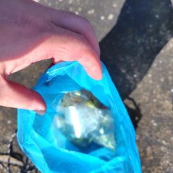 清掃活動：サゴシ祭り