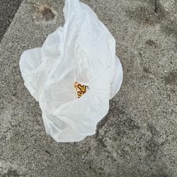 清掃活動：アジだけ好調