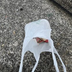 清掃活動：安定のアジ