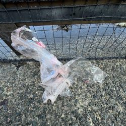 清掃活動：アジしか勝たん②