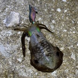 のりくら渡船利用で西島エギング