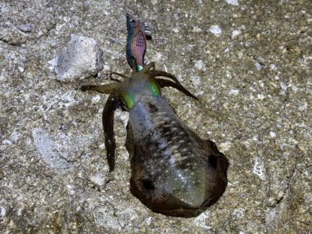 のりくら渡船利用で西島エギング