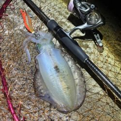 日本海秋ナイトエギング｜良型アオリイカがポツポツと釣れる♪