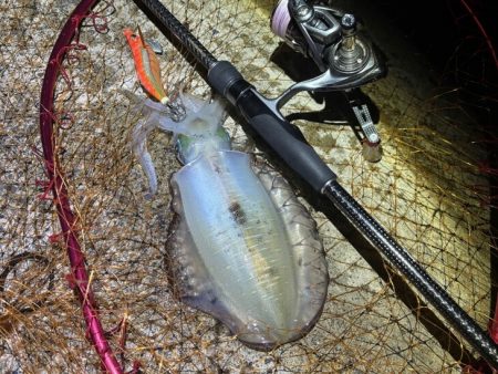日本海秋ナイトエギング｜良型アオリイカがポツポツと釣れる♪