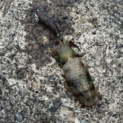 荒波と激渋で厳しかった！