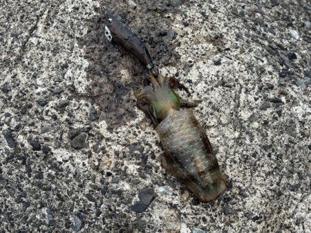 荒波と激渋で厳しかった！