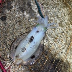 日本海秋ナイトエギング｜良型アオリイカがポツポツと釣れる♪