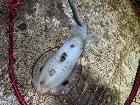 日本海秋ナイトエギング｜良型アオリイカがポツポツと釣れる♪