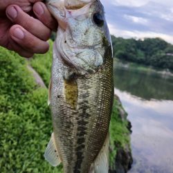 久々のデカバスゲット！！