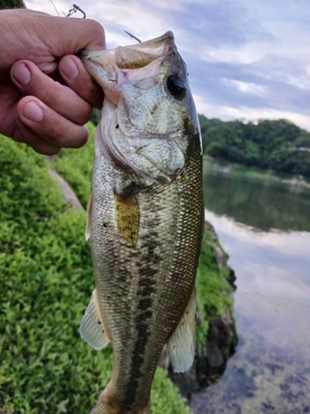 久々のデカバスゲット！！