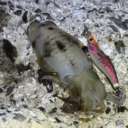 日本海秋ナイトエギング｜良型アオリイカがポツポツと釣れる♪