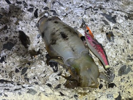 日本海秋ナイトエギング｜良型アオリイカがポ…