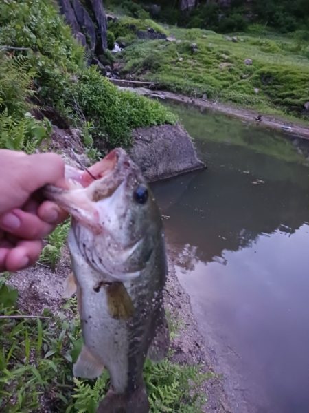 久々のデカバスゲット！！