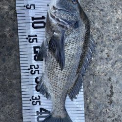 イチノ兄弟、釣果!