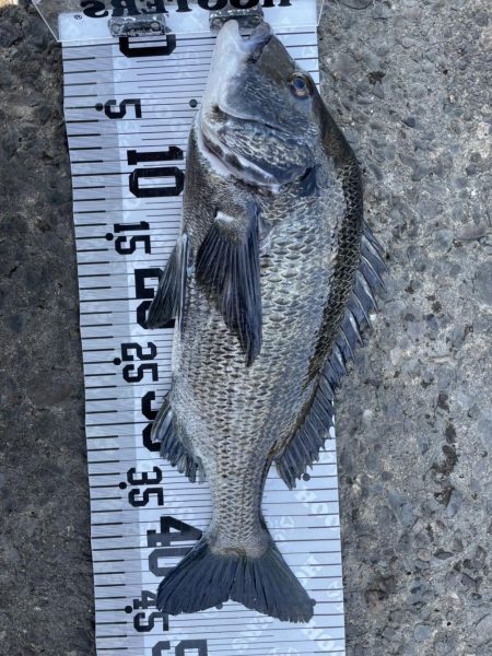 イチノ兄弟、釣果!