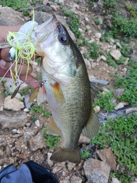 久々のデカバスゲット！！