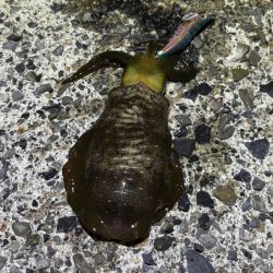 荒波と激渋で厳しかった！